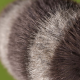 Jellycat - Trixiwoo Raccoon
