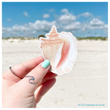Queen Conch Shell Sticker, Beach Sticker